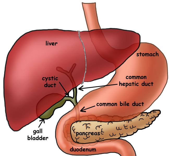 Liver Section With Gall Bladder